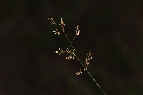 Agrostis capillaris Inflorescence