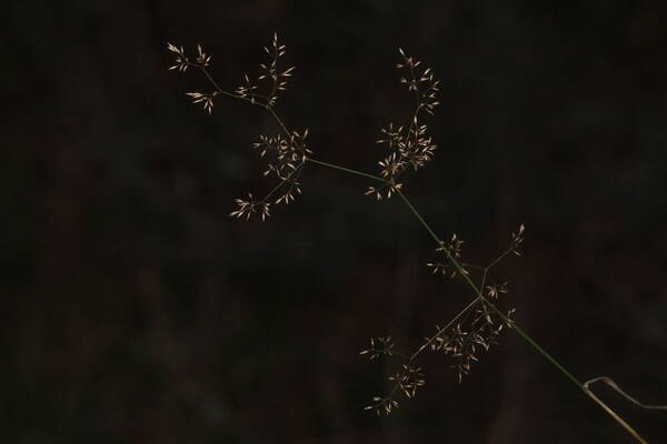 Agrostis capillaris Inflorescence