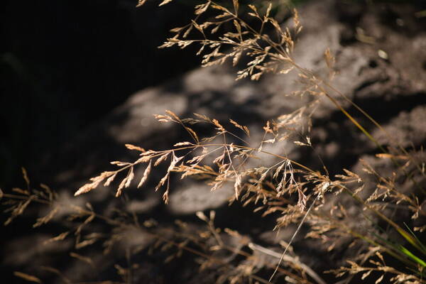 Agrostis capillaris Inflorescence