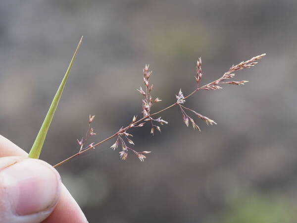 Agrostis capillaris Inflorescence