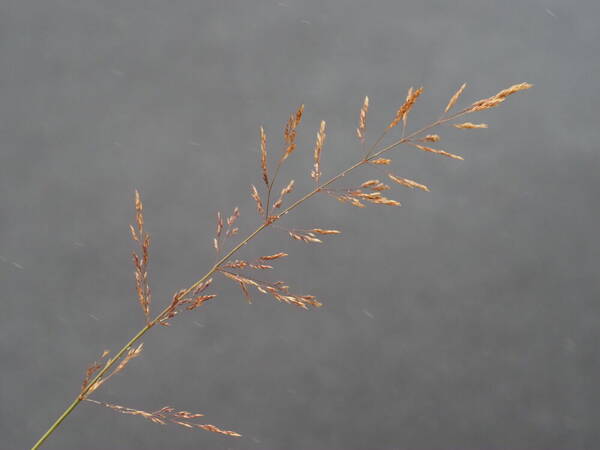 Agrostis capillaris Inflorescence