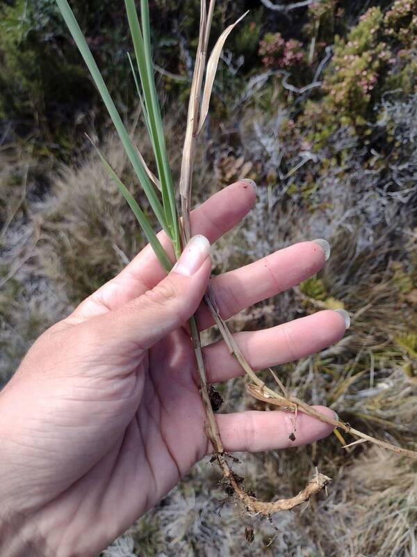 Agrostis capillaris Rhizomes