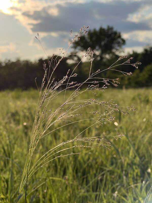 Agrostis hyemalis Inflorescence