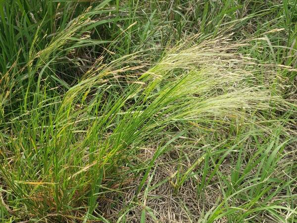 Agrostis hyemalis Plant