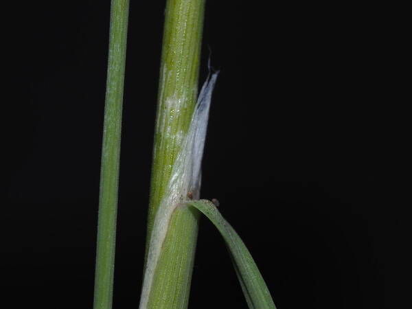 Agrostis sandwicensis Collar