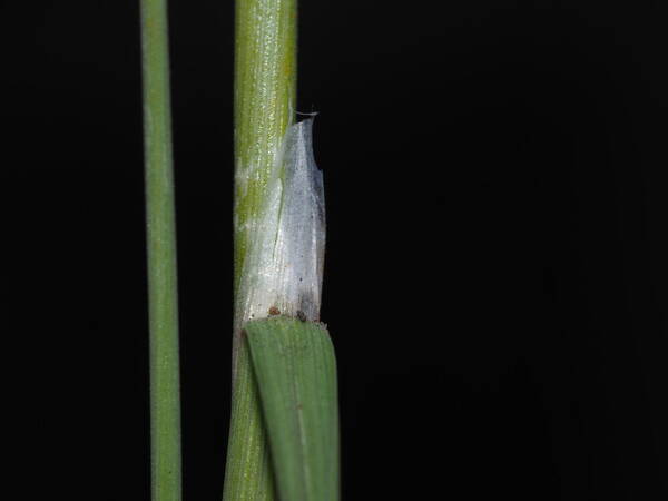 Agrostis sandwicensis Collar