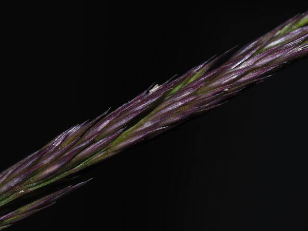 Agrostis sandwicensis Spikelets