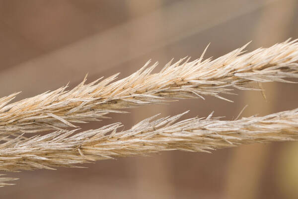 Agrostis sandwicensis Spikelets