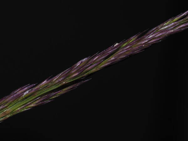 Agrostis sandwicensis Spikelets