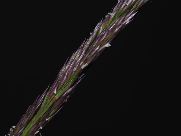 Agrostis sandwicensis Spikelets