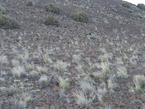 Agrostis sandwicensis Landscape