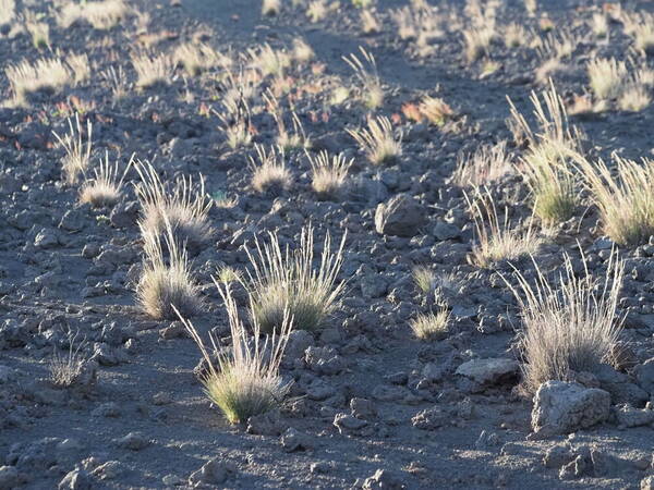 Agrostis sandwicensis Landscape