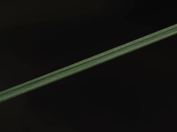 Agrostis sandwicensis Leaf