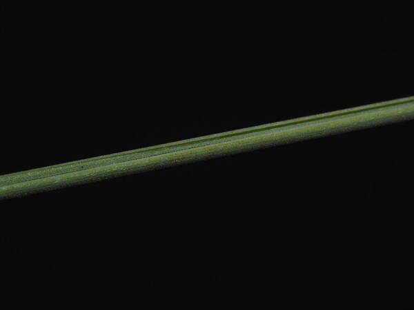 Agrostis sandwicensis Leaf