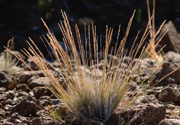 Agrostis sandwicensis Plant