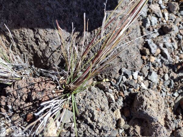 Agrostis sandwicensis Plant