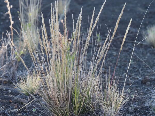 Agrostis sandwicensis Plant