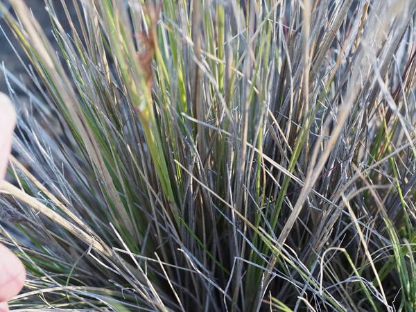 Agrostis sandwicensis Plant