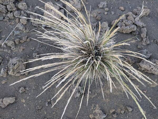 Agrostis sandwicensis Plant