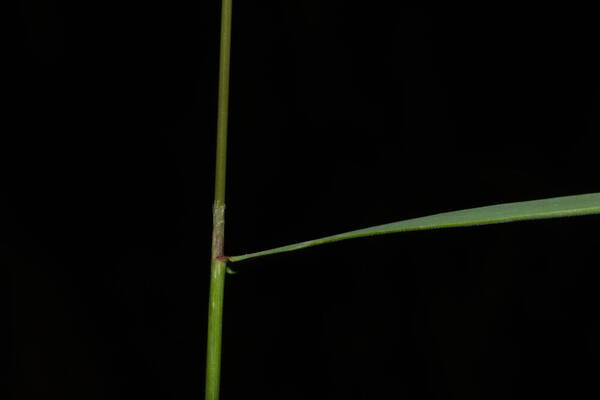 Agrostis stolonifera Collar