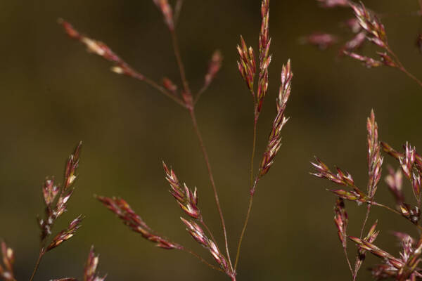 Agrostis stolonifera Spikelets