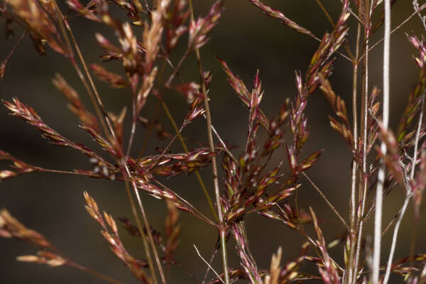 Agrostis stolonifera Spikelets