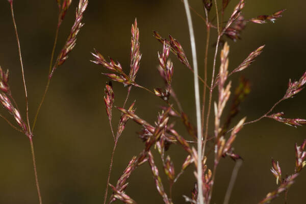 Agrostis stolonifera Spikelets