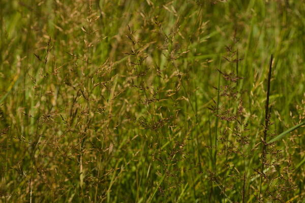 Agrostis stolonifera Habit