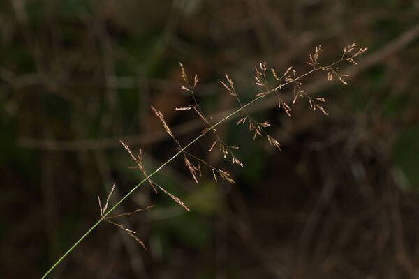 Agrostis stolonifera Inflorescence