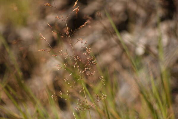 Agrostis stolonifera Inflorescence