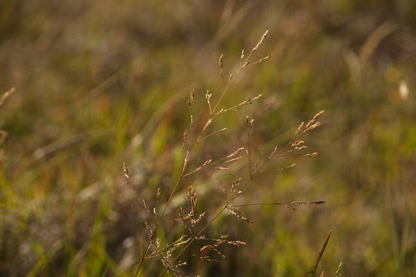 Agrostis stolonifera Inflorescence