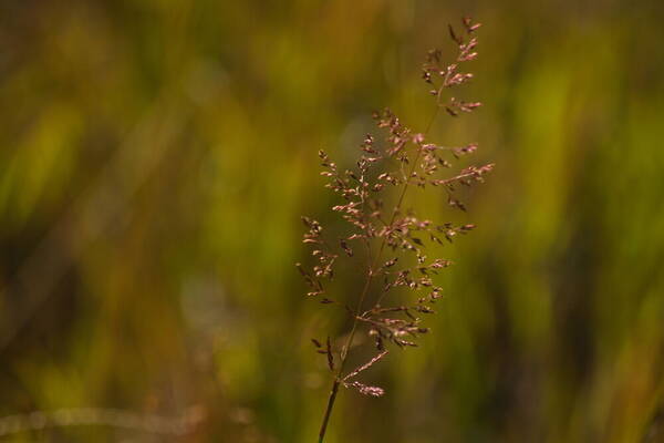 Agrostis stolonifera Inflorescence