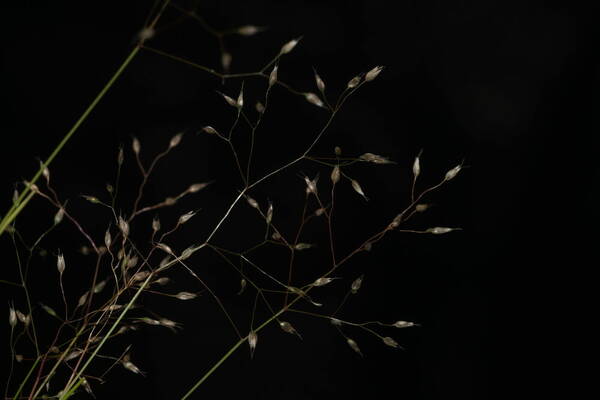 Aira caryophyllea Spikelets