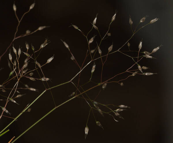 Aira caryophyllea Spikelets