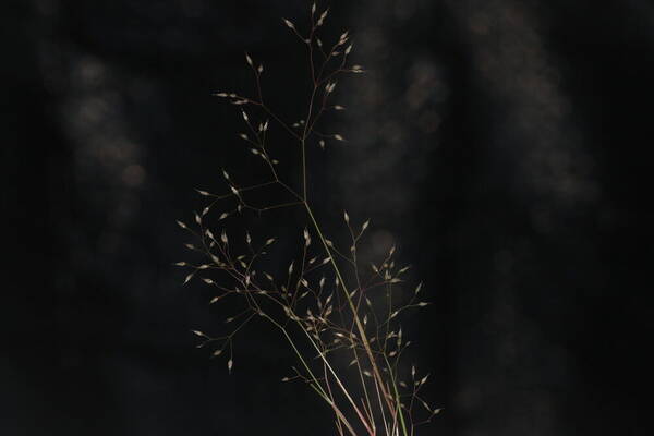 Aira caryophyllea Inflorescence