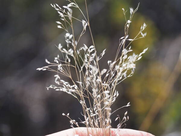 Aira caryophyllea Inflorescence