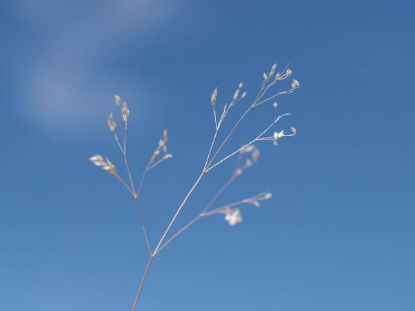 Aira caryophyllea Inflorescence