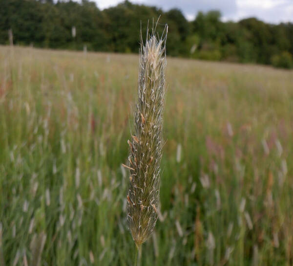 Alopecurus pratensis Inflorescence