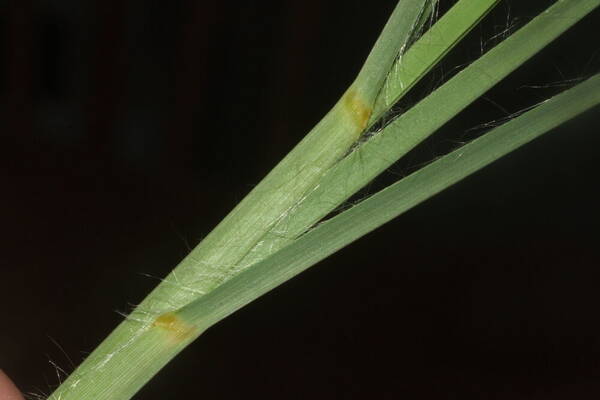 Andropogon bicornis Collar