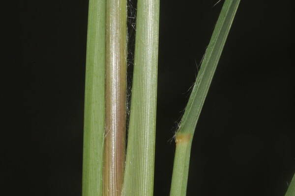 Andropogon bicornis Collar