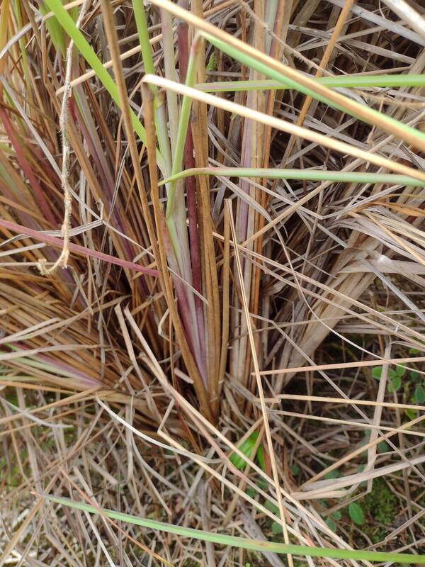 Andropogon bicornis Culm base