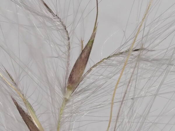 Andropogon bicornis Spikelets