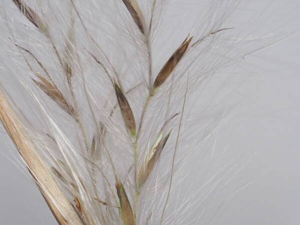 Andropogon bicornis Spikelets