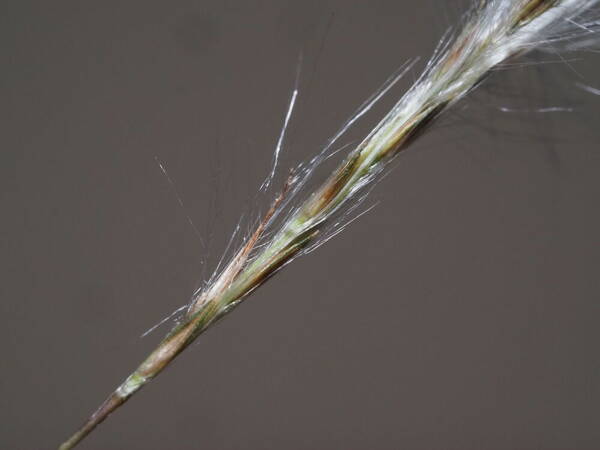 Andropogon bicornis Spikelets