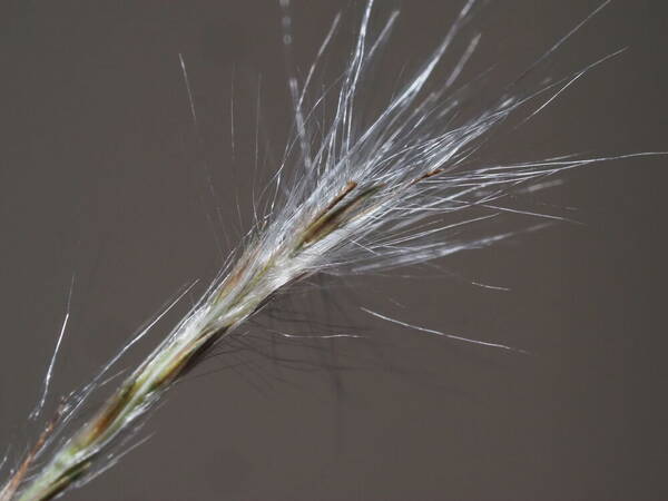 Andropogon bicornis Spikelets