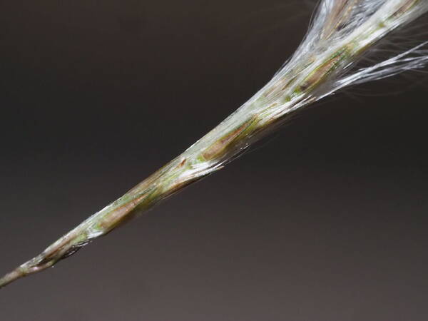 Andropogon bicornis Spikelets