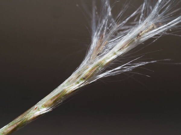 Andropogon bicornis Spikelets