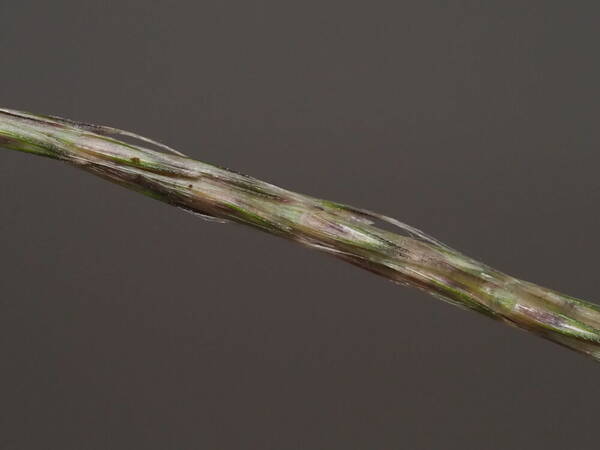 Andropogon bicornis Spikelets