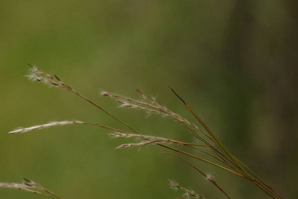 Andropogon bicornis Spikelets