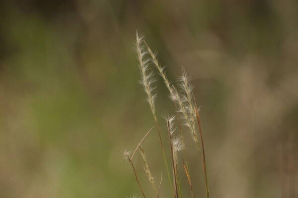 Andropogon bicornis Spikelets